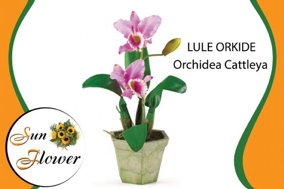Lule Orchidea Cattleya orchids nga Kosta Rika nga SUN FLOWER ALBANIA
